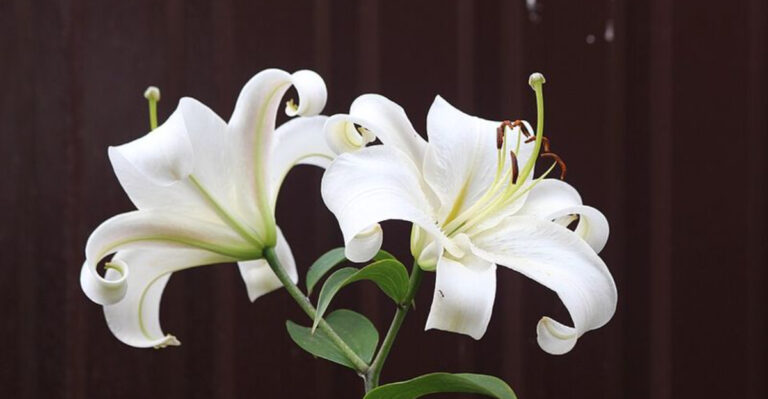 Why Georgia Gardeners Are Growing More Evening-Blooming Flowers This Year