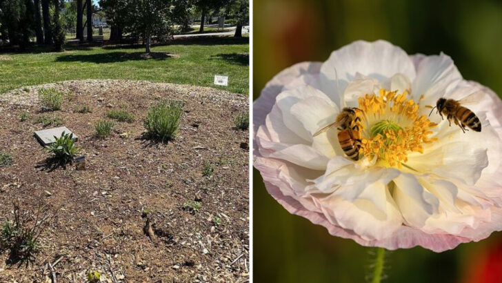 Why Georgia Homeowners Are Refreshing Pollinator Gardens Before Summer