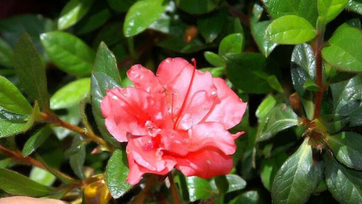 Why Georgia Homeowners Are Replacing Bare Yard Corners With Hardy Shrubs