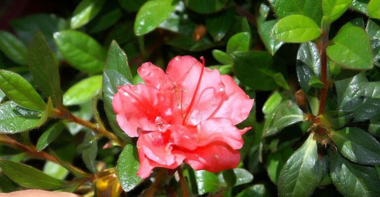 Why Georgia Homeowners Are Replacing Bare Yard Corners With Hardy Shrubs
