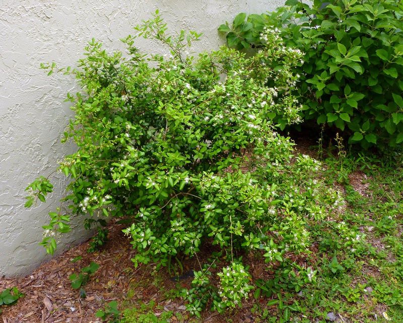 Growth Habit And Mature Size