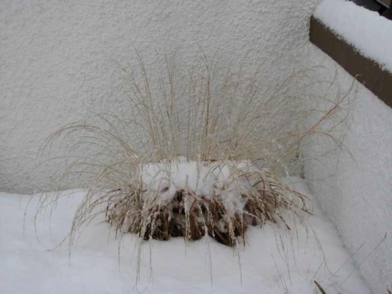 They Create Four-Season Structure