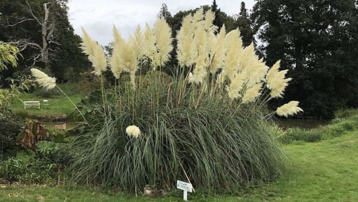 Why Massachusetts Gardeners Are Adding More Texture With Ornamental Grasses