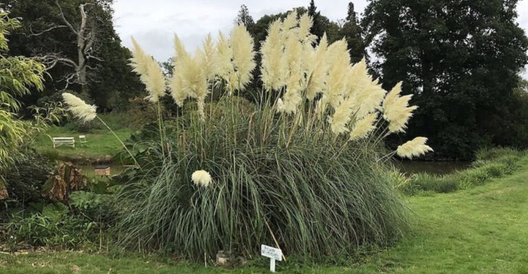 Why Massachusetts Gardeners Are Adding More Texture With Ornamental Grasses