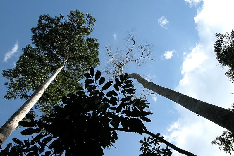 Shadier Summers and Tree Canopies