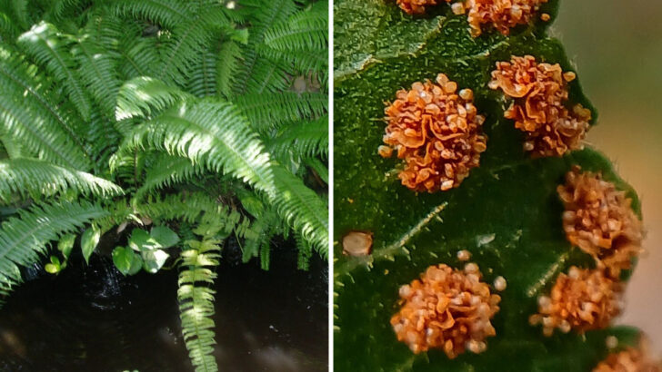 Why Massachusetts Yards Are Seeing More Native Ferns This Summer