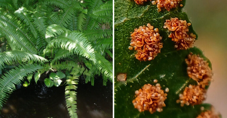Why Massachusetts Yards Are Seeing More Native Ferns This Summer