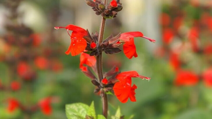 Why More Florida Backyards Should Make Room For This Native Sage