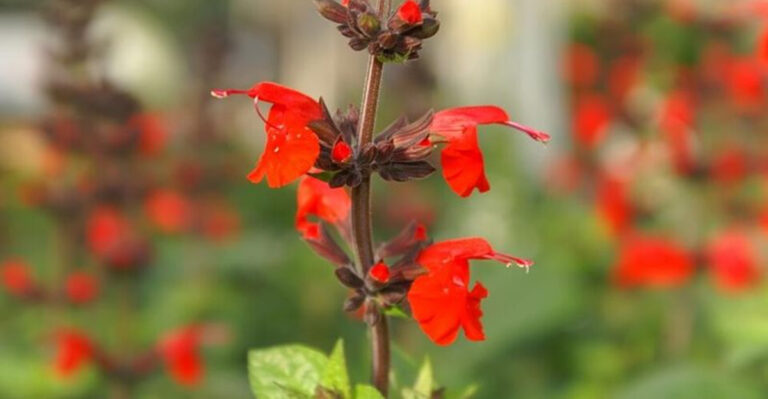 Why More Florida Backyards Should Make Room For This Native Sage