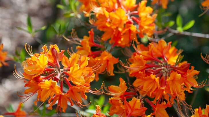 Why More Georgia Gardeners Are Planting Flowers For Hummingbirds This Season
