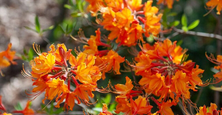 Why More Georgia Gardeners Are Planting Flowers For Hummingbirds This Season