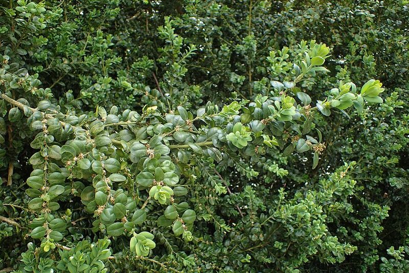 Boxwoods struggle more in Georgia's changing climate
