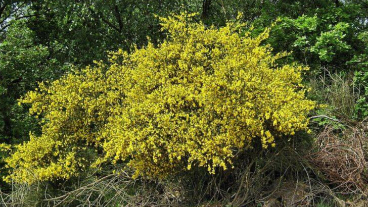Why More Georgia Gardeners Are Swapping Boxwoods For Native Shrubs