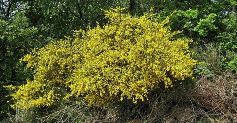 Why More Georgia Gardeners Are Swapping Boxwoods For Native Shrubs