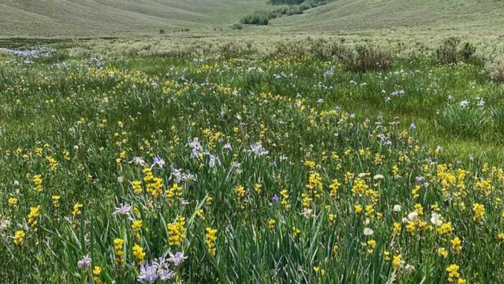 Why Native Wildflowers Are Becoming More Popular In Florida Communities