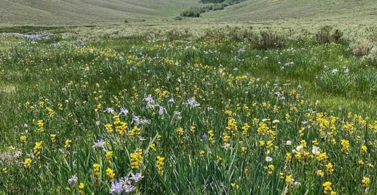 Why Native Wildflowers Are Becoming More Popular In Florida Communities