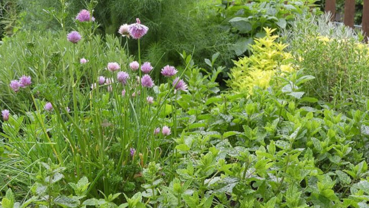 Why North Carolina Gardeners Are Mixing Edible Plants Into Flower Beds