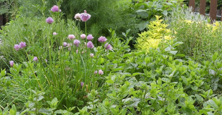 Why North Carolina Gardeners Are Mixing Edible Plants Into Flower Beds