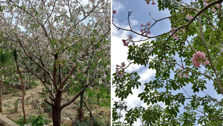 Why Pennsylvania Gardeners Are Choosing More Compact Flowering Trees