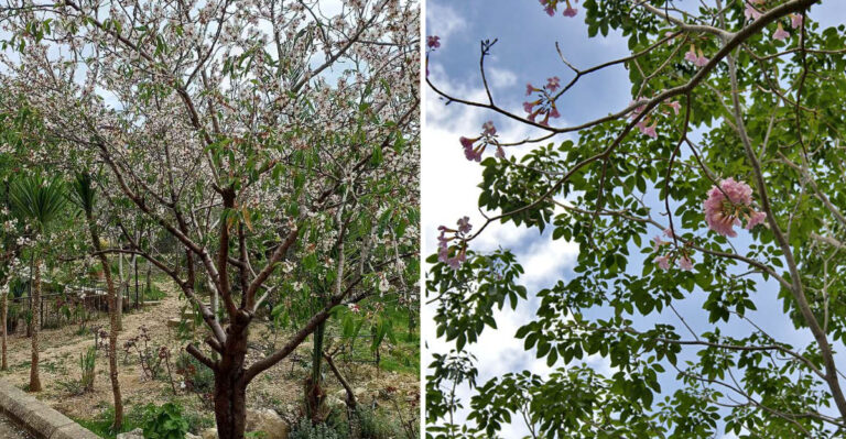 Why Pennsylvania Gardeners Are Choosing More Compact Flowering Trees