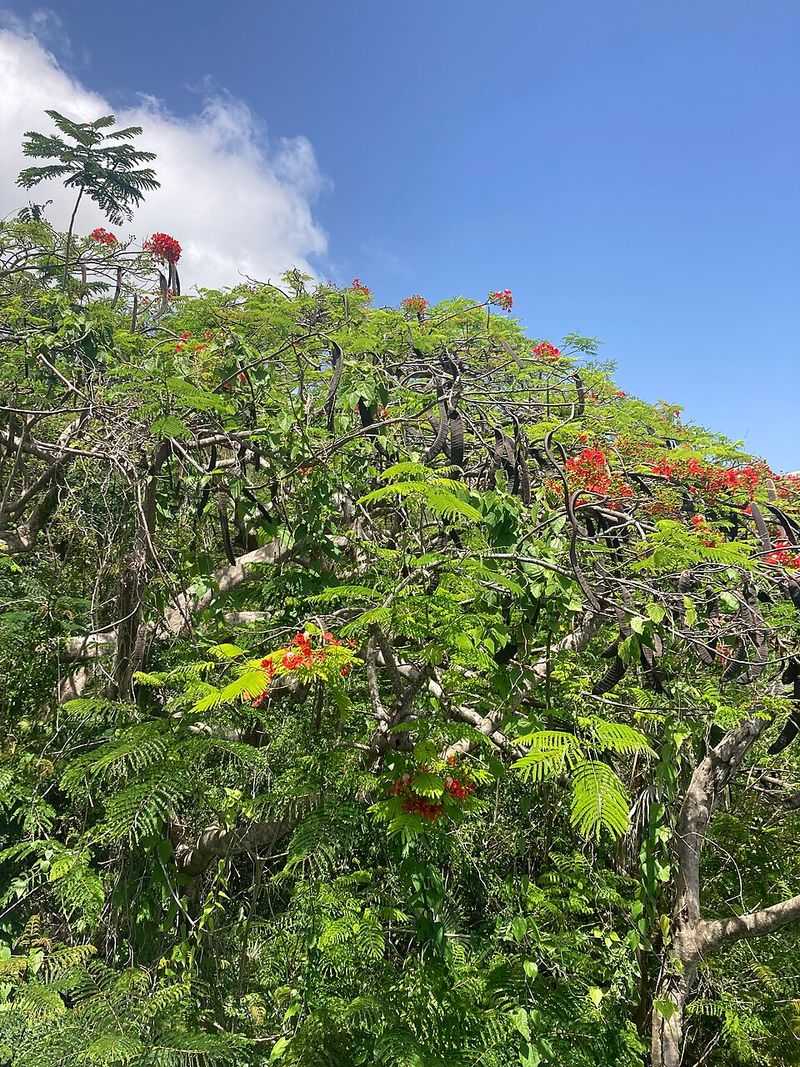 Native Plants Make Success Easier