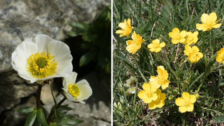 Why Ranunculus Is Becoming A Favorite Flower In North Carolina Gardens