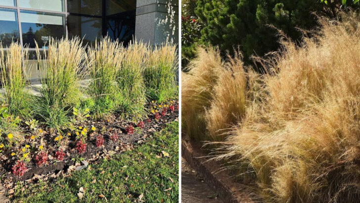 Why Texas Gardeners Are Adding More Ornamental Grasses To Dry Landscapes