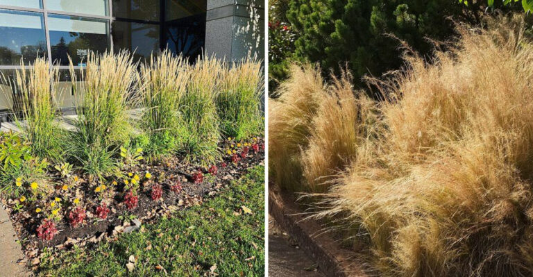 Why Texas Gardeners Are Adding More Ornamental Grasses To Dry Landscapes