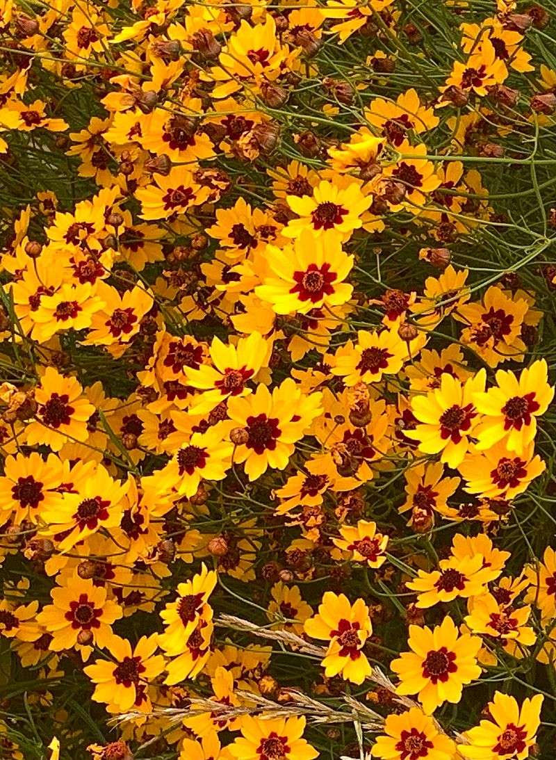 Bloom Season That Lasts
