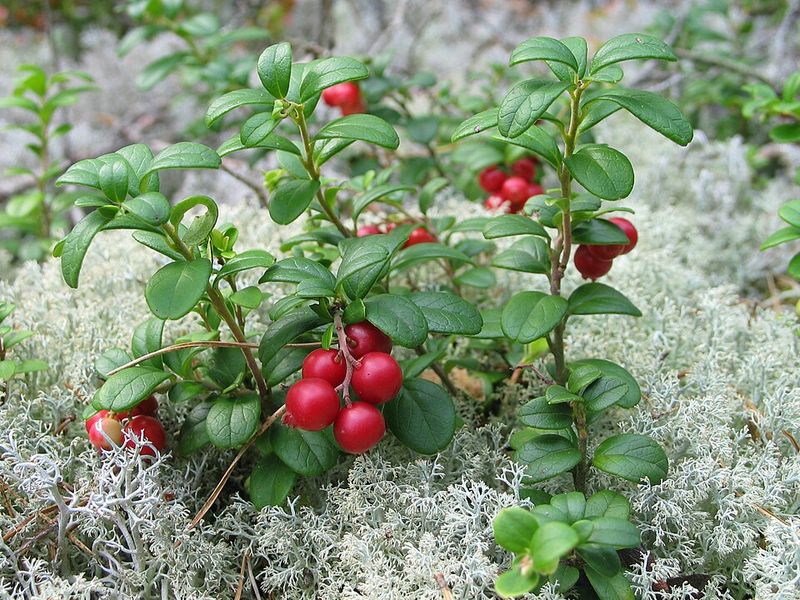 Partridgeberry