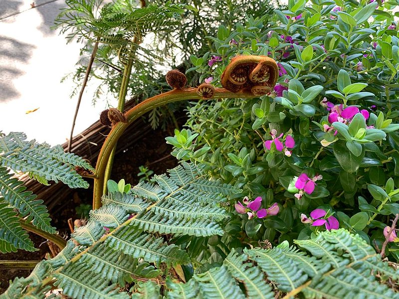 Lower-Maintenance Gardening Trends