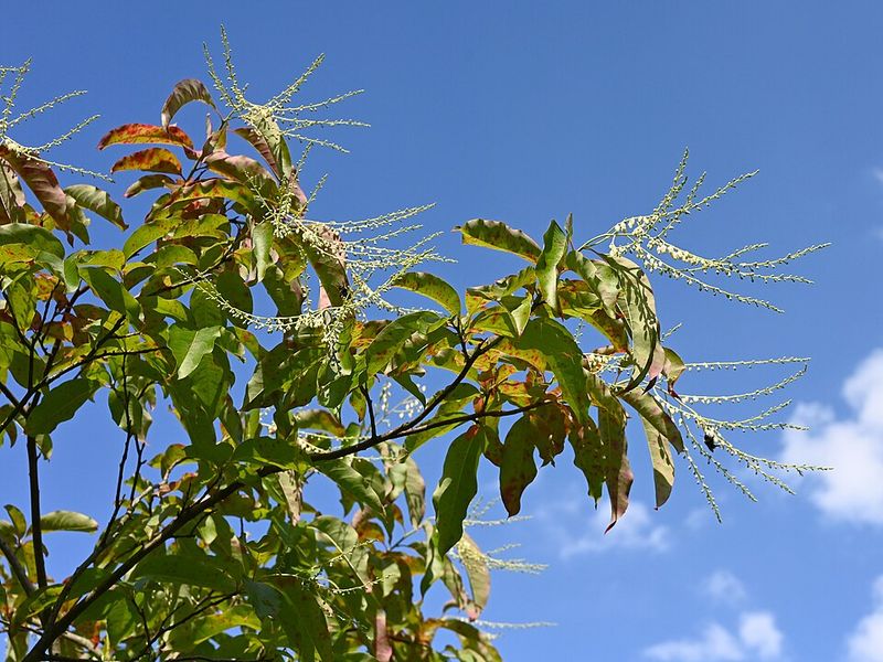 Sourwood