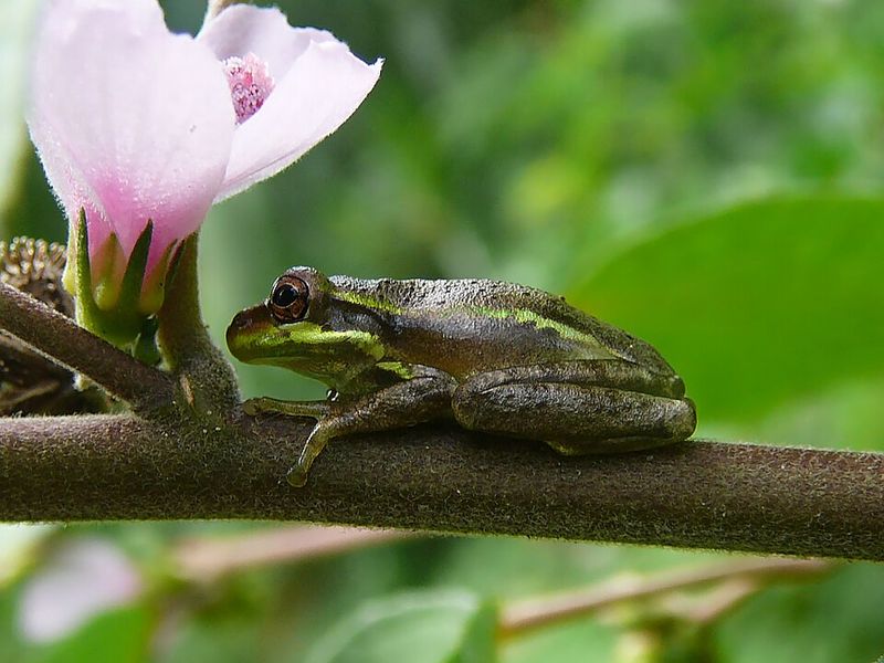 Wildlife and Wind Spread Spores