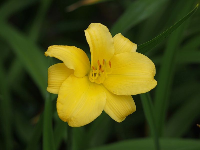 Stella de Oro Daylily