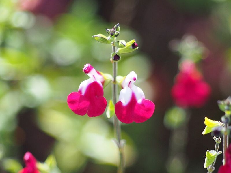 Salvia