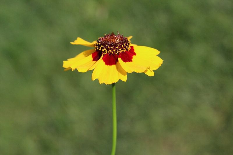 Coreopsis