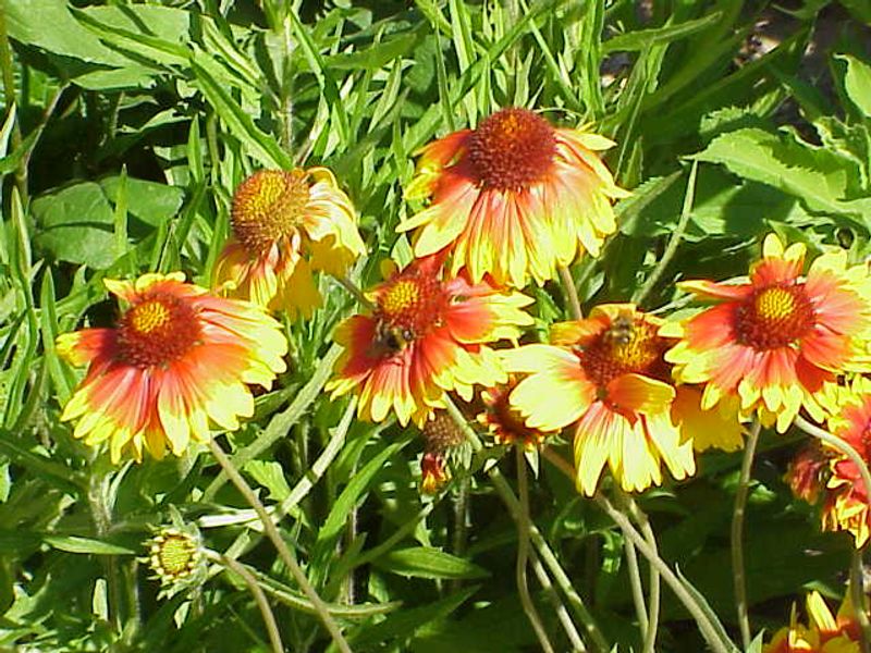 Blanket Flower
