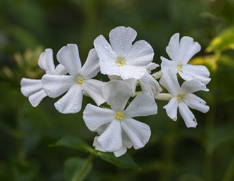 Garden Phlox