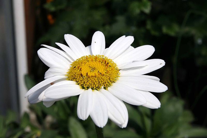 Shasta Daisy