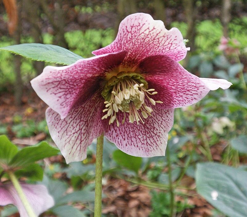 Hellebore