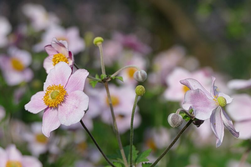 Japanese Anemone