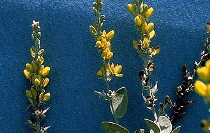 Baptisia