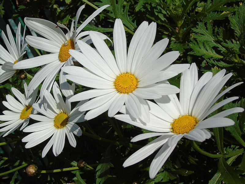 Shasta Daisy