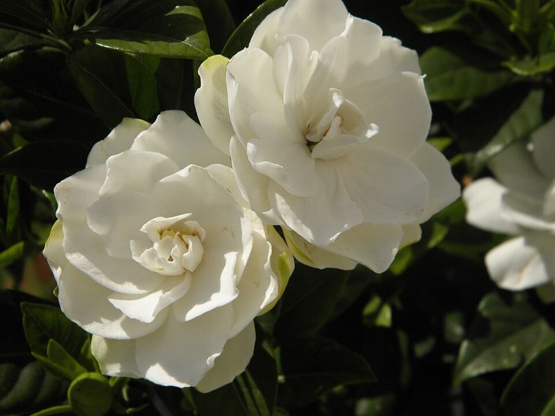 Gardenia