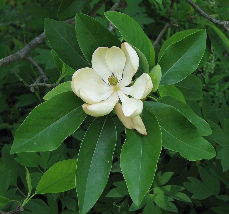 Sweetbay Magnolia