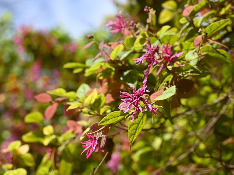 Loropetalum