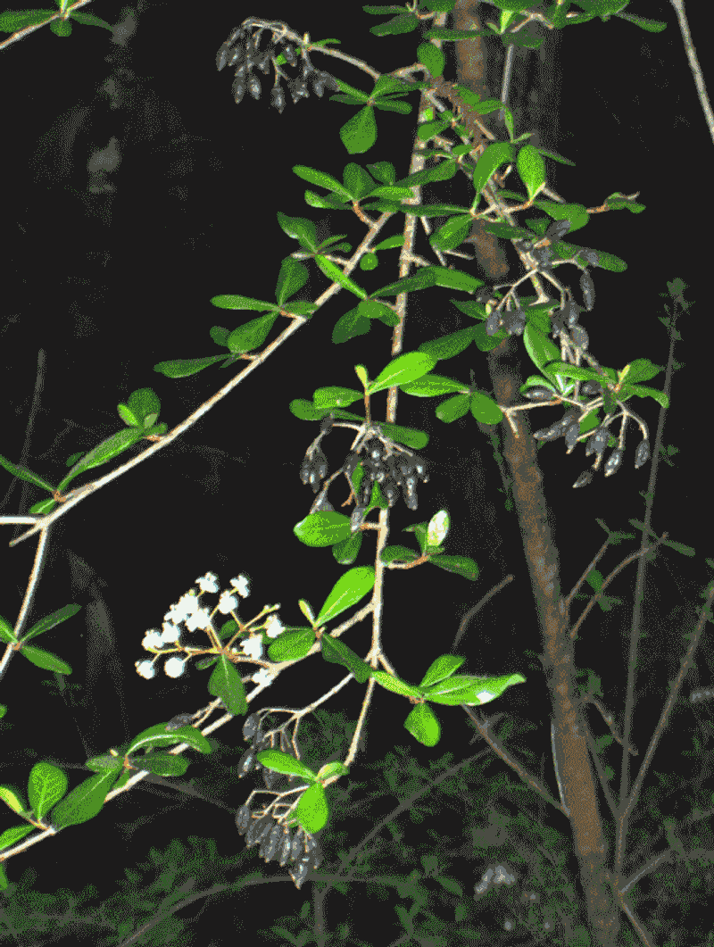 Walter's Viburnum