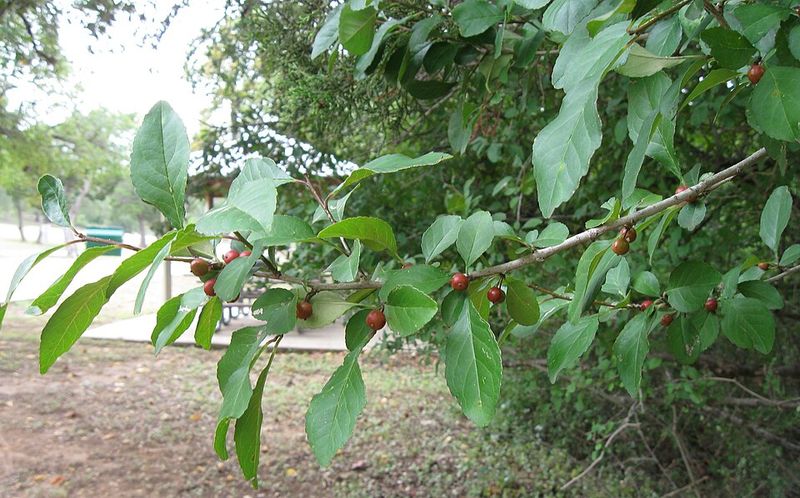 Possumhaw Holly