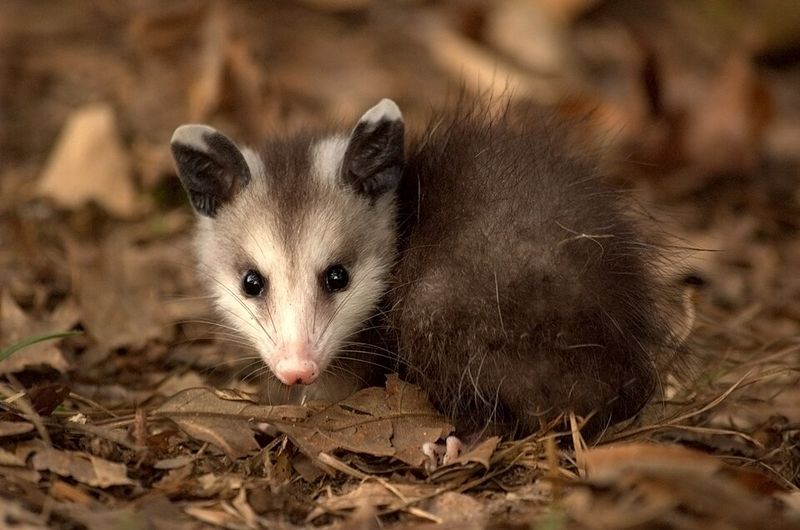They Snack on Roaches, Beetles, and Grubs