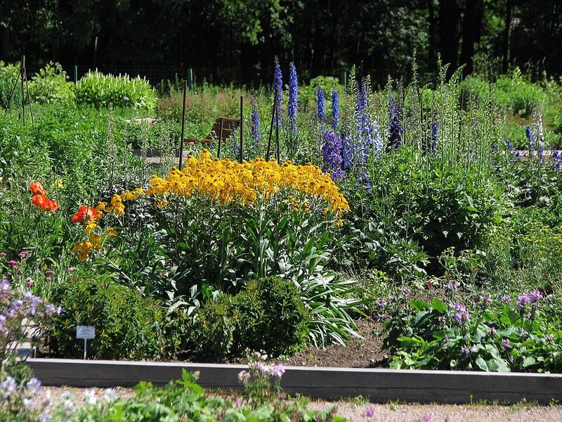 Dividing now creates free plants for bare spots